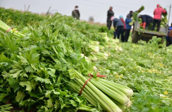 五万吨蔬菜面临滞销，市长作出批示 相关部门携手助力农户渡过难关