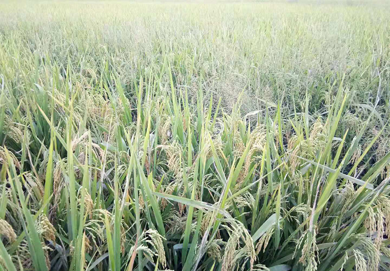 拥有200亩的水稻种植基地